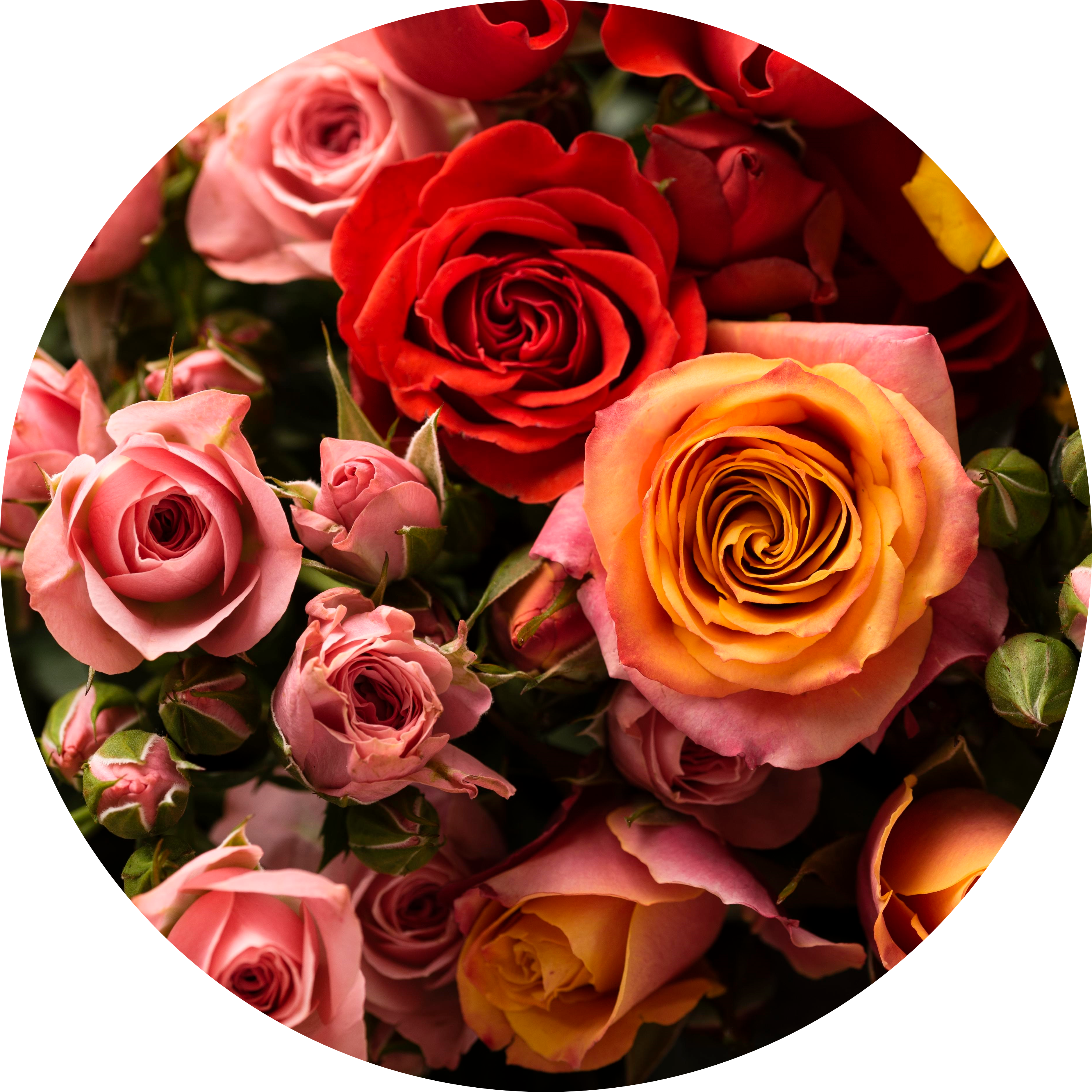 Roses et rosiers, votre herboristerie Flor'Anjou